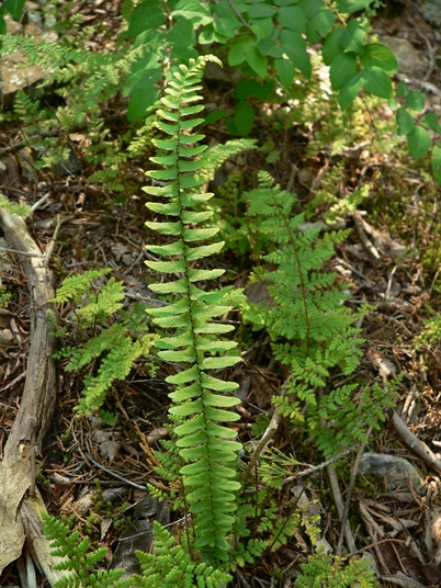 {Asplenium platyneuron}